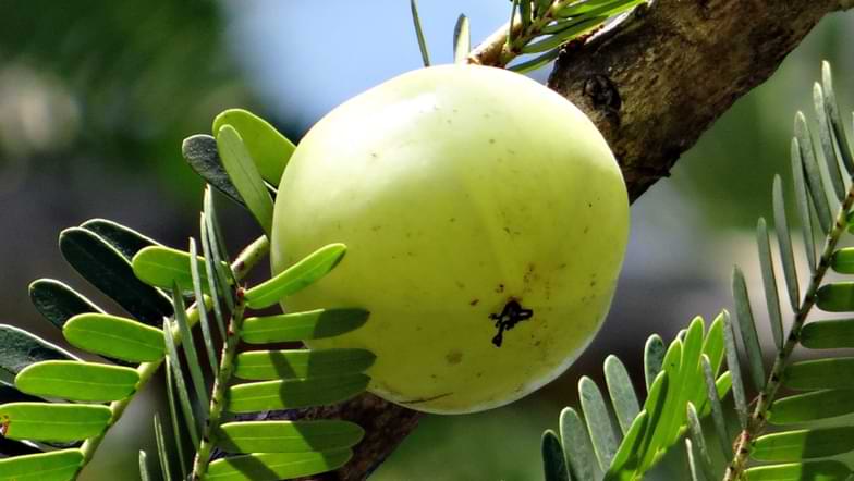 amla, erbe ayurvediche | Ayurway
